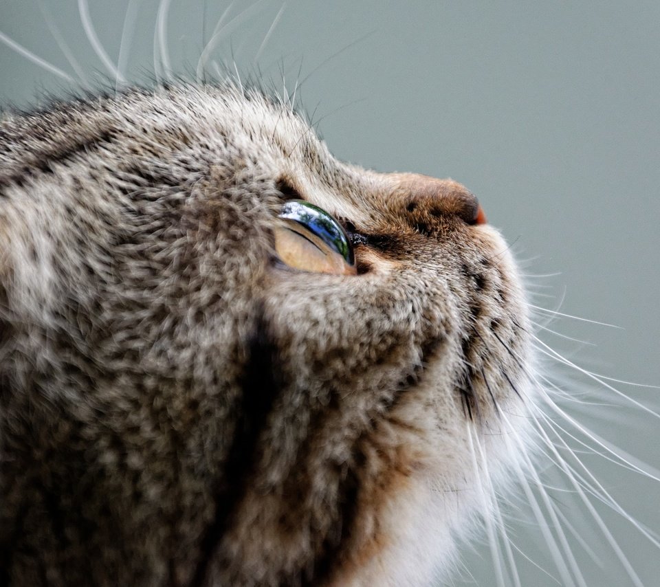 Обои глаза, кот, мордочка, усы, кошка, взгляд, профиль, eyes, cat, muzzle, mustache, look, profile разрешение 1920x1280 Загрузить