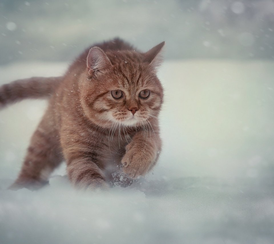 Обои снег, зима, кот, мордочка, усы, кошка, взгляд, бег, snow, winter, cat, muzzle, mustache, look, running разрешение 2048x1331 Загрузить