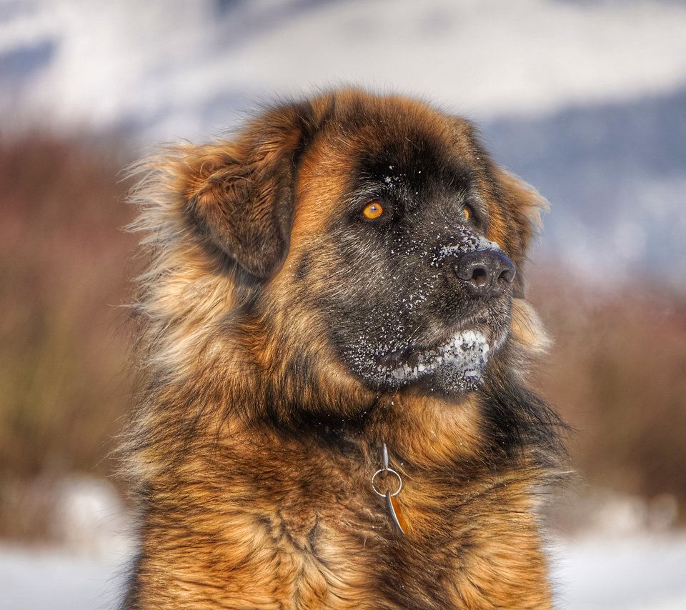 Обои морда, взгляд, собака, леонбергер, face, look, dog, leonberger разрешение 3840x2400 Загрузить