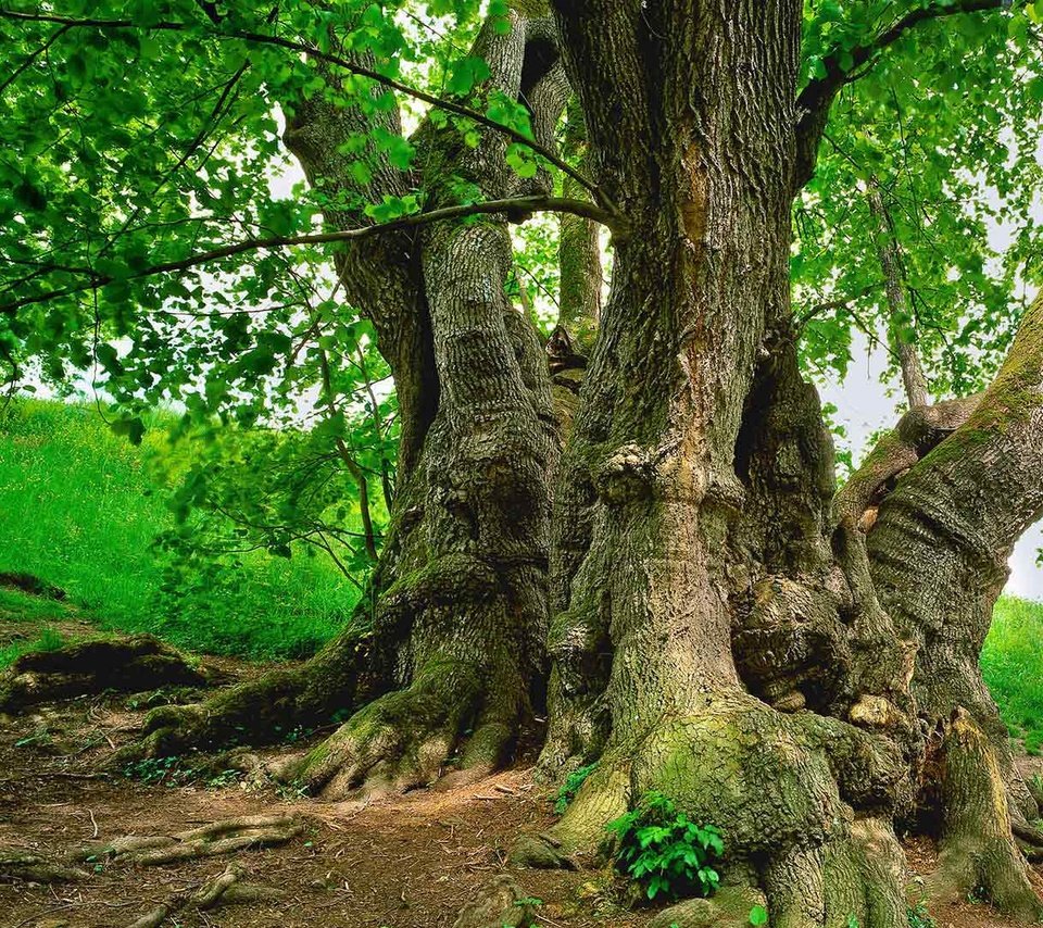 Обои природа, дерево, листья, ветки, стволы, весна, зеленые листья, nature, tree, leaves, branches, trunks, spring, green leaves разрешение 1920x1080 Загрузить