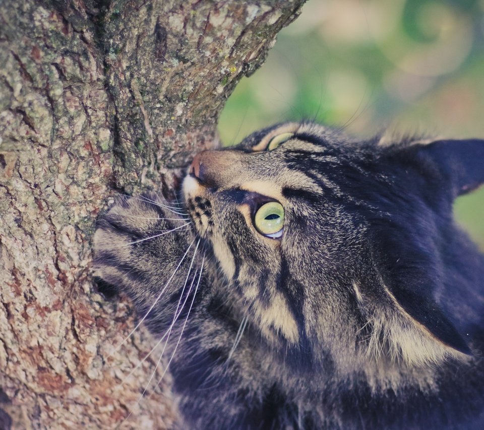 Обои глаза, дерево, фон, кот, усы, лето, кошка, взгляд, eyes, tree, background, cat, mustache, summer, look разрешение 2880x1800 Загрузить
