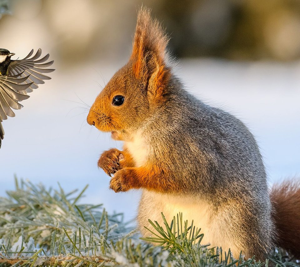 Обои снег, зима, птица, белка, синица, белочка, snow, winter, bird, protein, tit, squirrel разрешение 1920x1200 Загрузить