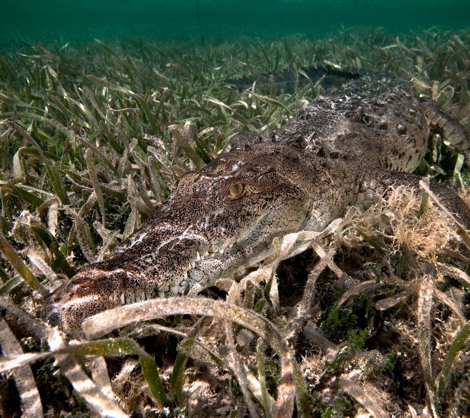 Обои вода, река, дно, крокодил, водоросли, water, river, the bottom, crocodile, algae разрешение 1920x1200 Загрузить