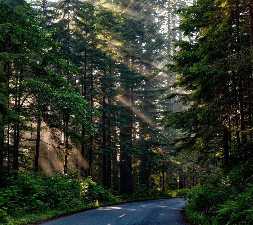 Обои дорога, деревья, природа, лес, ветки, солнечные лучи, road, trees, nature, forest, branches, the sun's rays разрешение 2201x1467 Загрузить