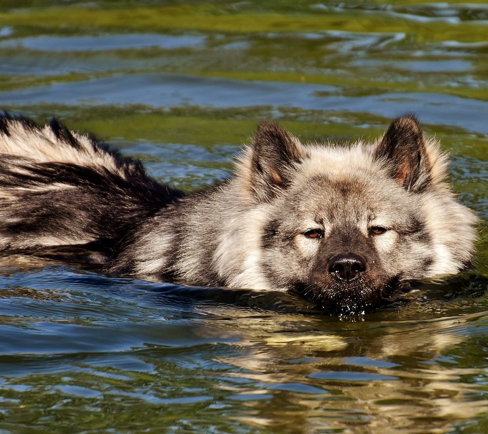 Обои мордочка, взгляд, собака, плывет, в воде, финский лаппхунд, muzzle, look, dog, floats, in the water, finnish lapphund разрешение 4268x2669 Загрузить