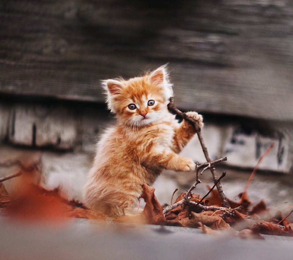 Обои природа, кот, кошка, осень, котенок, рыжик, рыжий котенок, gctgv, afinogenova tatyana, nature, cat, autumn, kitty, ginger, ginger kitten разрешение 1920x1295 Загрузить