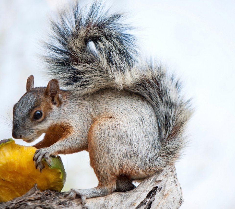 Обои животное, белка, зверек, хвост, белочка, грызун, animal, protein, tail, squirrel, rodent разрешение 2048x1313 Загрузить