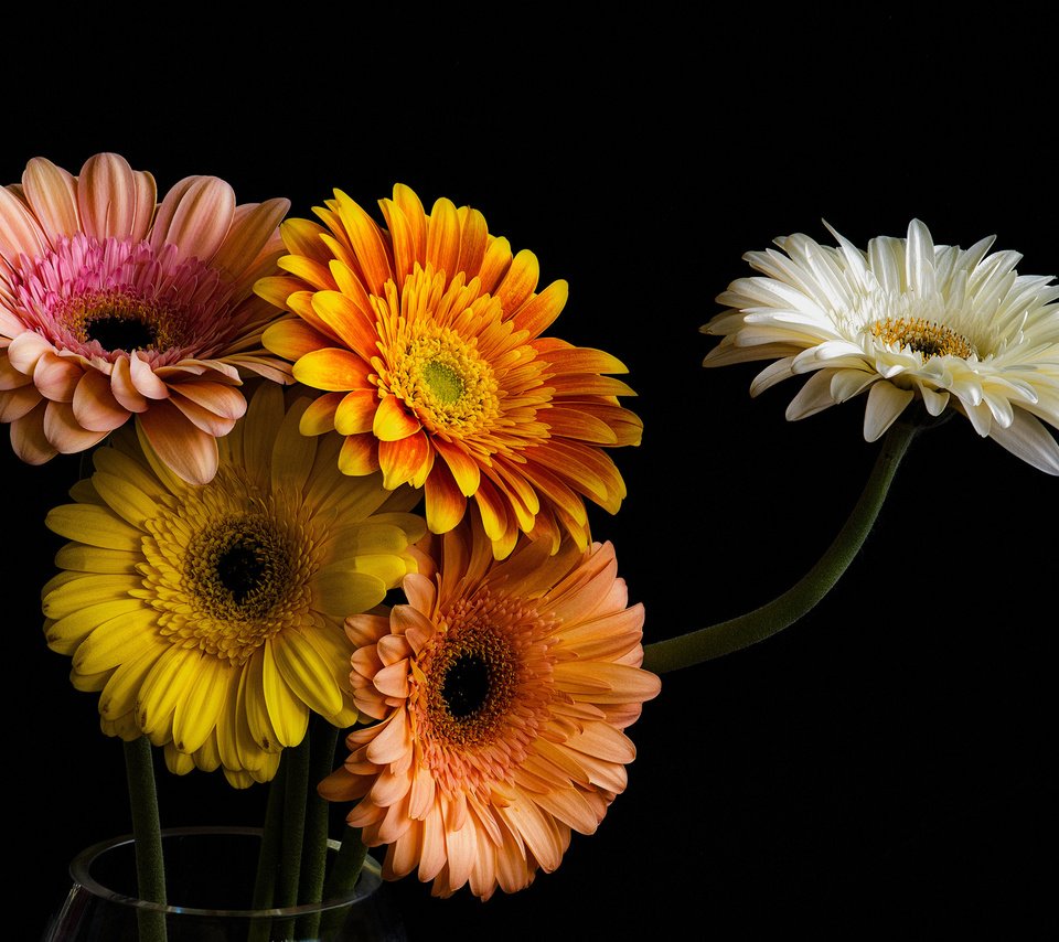 Обои цветы, лепестки, черный фон, букет, герберы, гербера, flowers, petals, black background, bouquet, gerbera разрешение 2048x1337 Загрузить