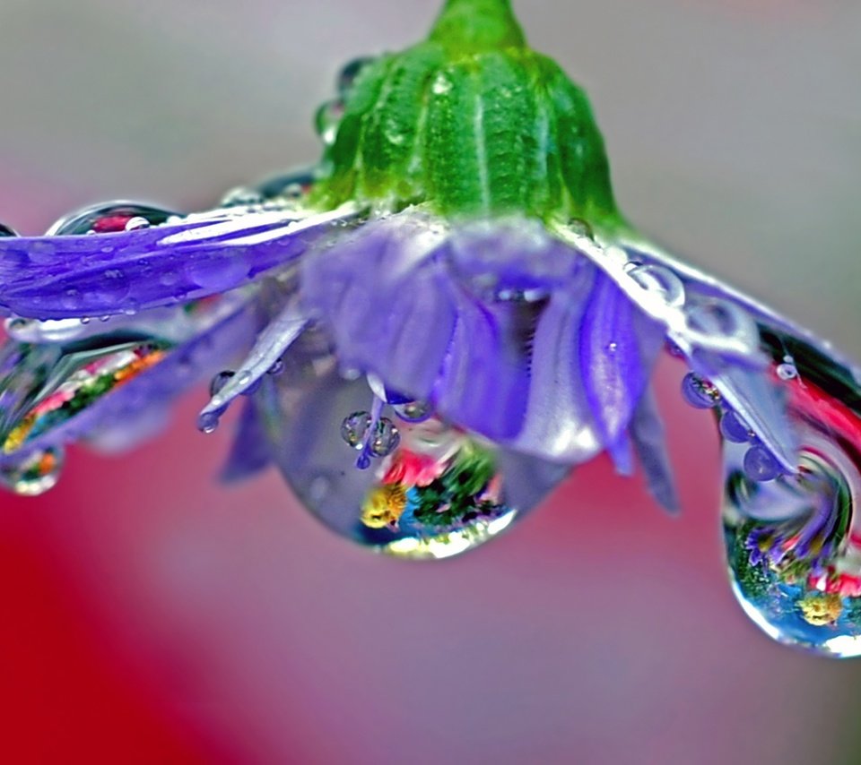 Обои макро, отражение, цветок, роса, лепестки, голубой, macro, reflection, flower, rosa, petals, blue разрешение 2560x1600 Загрузить