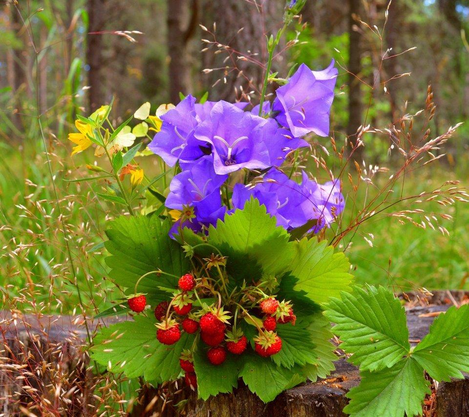 Обои цветы, трава, природа, ягоды, колокольчики, земляника, пенек, flowers, grass, nature, berries, bells, strawberries, stump разрешение 6016x3738 Загрузить