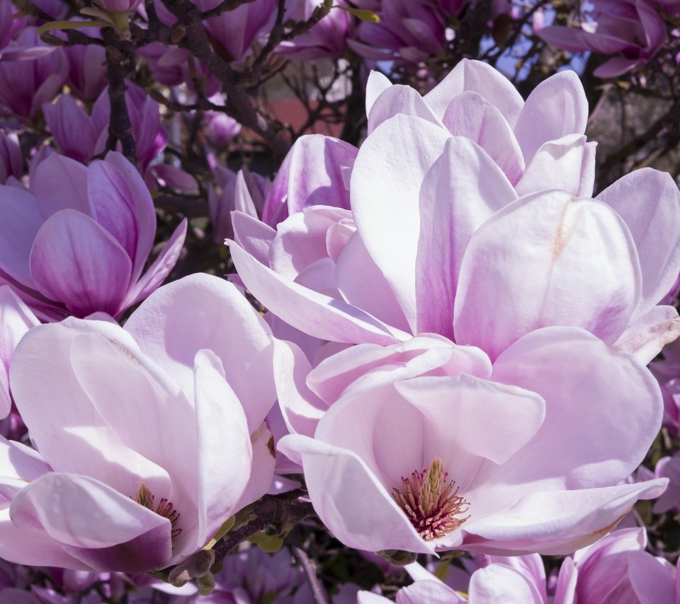 Обои цветы, цветение, бутоны, ветки, лепестки, весна, магнолия, flowers, flowering, buds, branches, petals, spring, magnolia разрешение 6000x3375 Загрузить