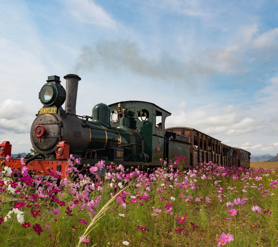 Обои цветы, ретро, луг, англия, паровоз, космея, flowers, retro, meadow, england, the engine, kosmeya разрешение 4608x3456 Загрузить