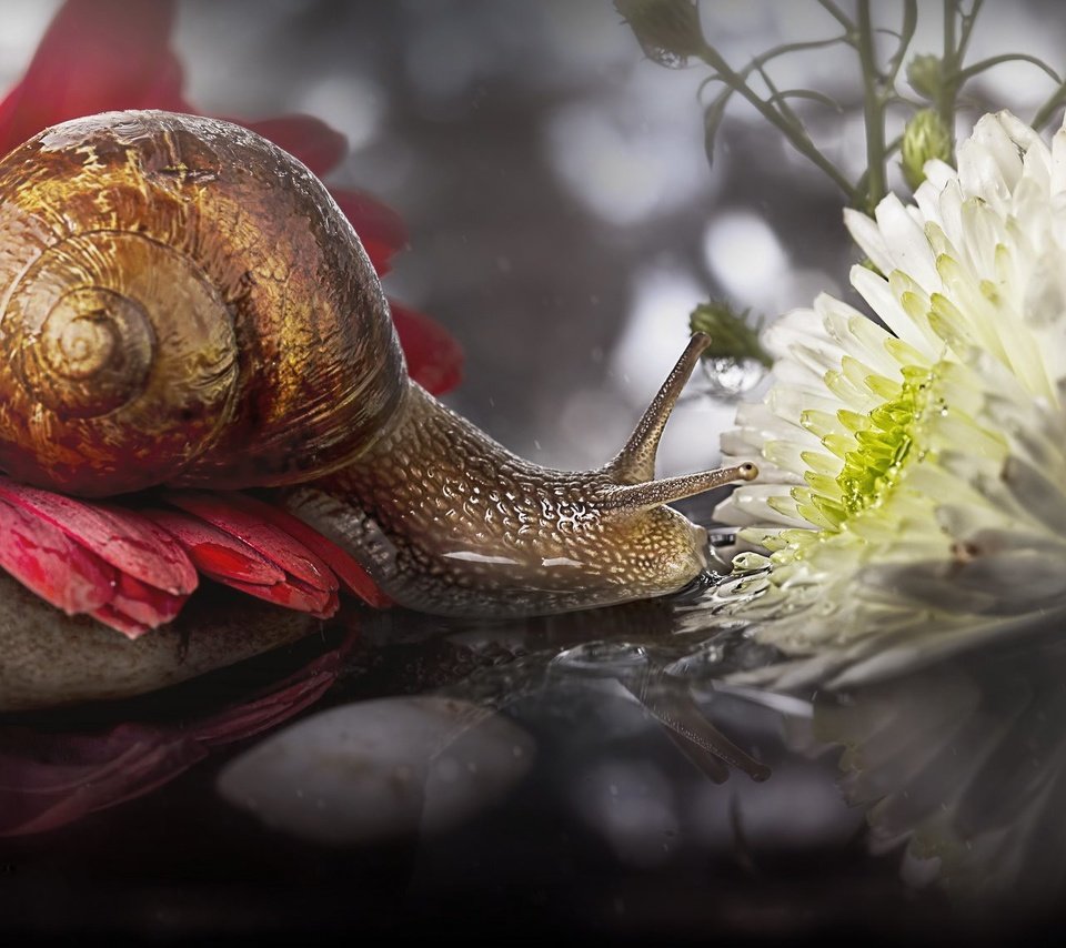 Обои цветы, макро, отражение, улитка, flowers, macro, reflection, snail разрешение 2048x1135 Загрузить