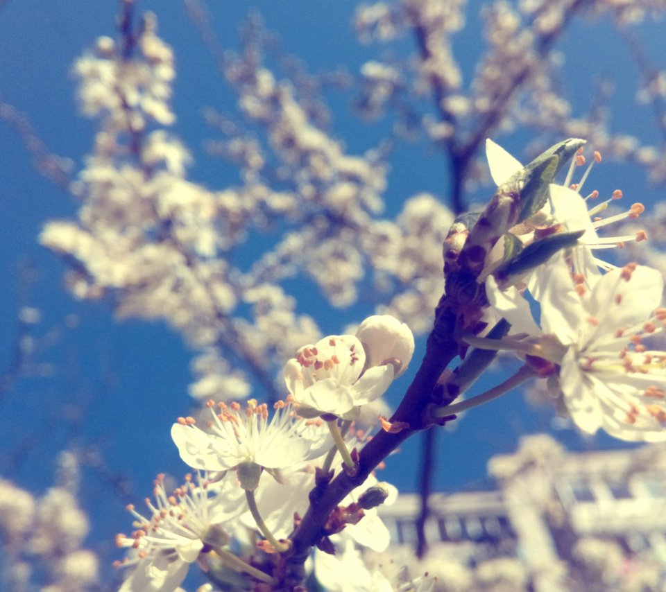 Обои цветы, природа, цветение, макро, ветки, весна, алыча, flowers, nature, flowering, macro, branches, spring, plum разрешение 3264x1901 Загрузить