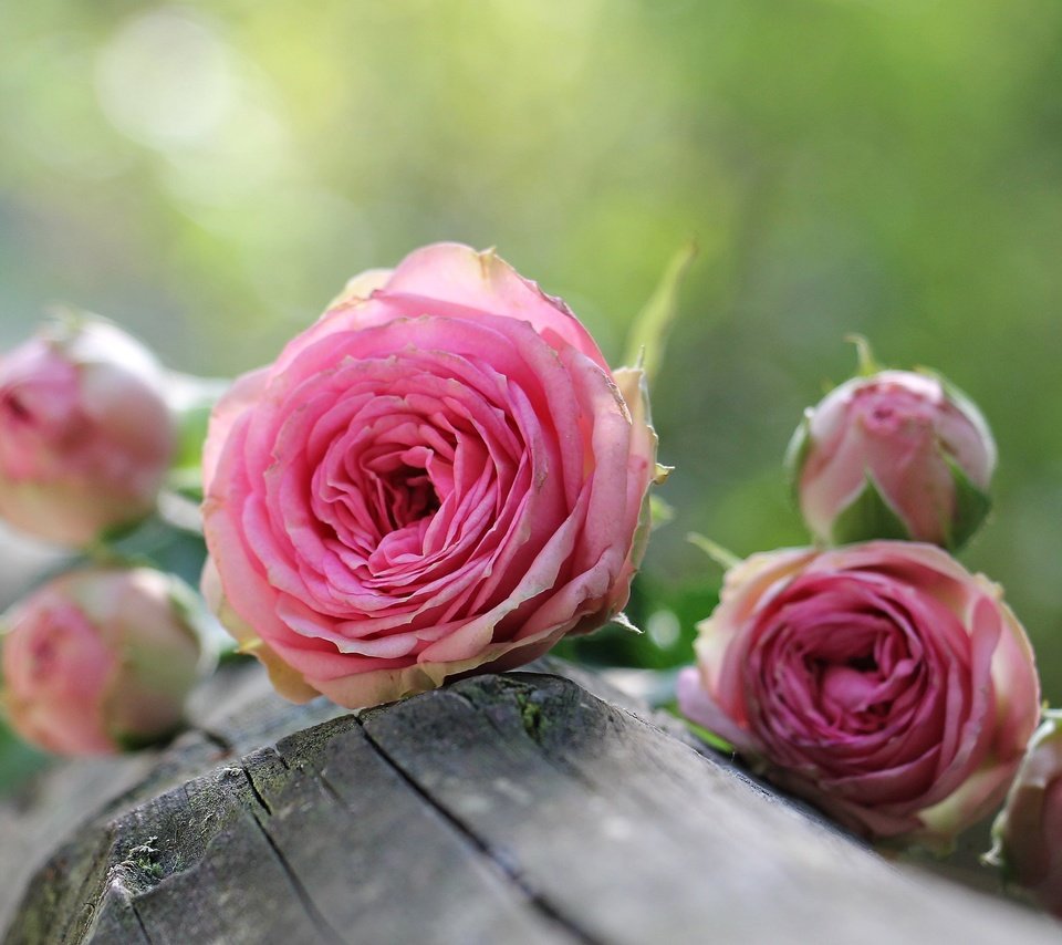 Обои цветы, бутоны, розы, лепестки, розовые, бревно, flowers, buds, roses, petals, pink, log разрешение 4614x2845 Загрузить