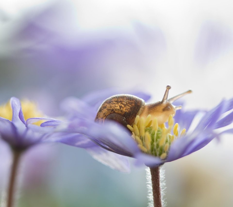 Обои цветы, природа, макро, лепестки, улитка, flowers, nature, macro, petals, snail разрешение 2048x1365 Загрузить