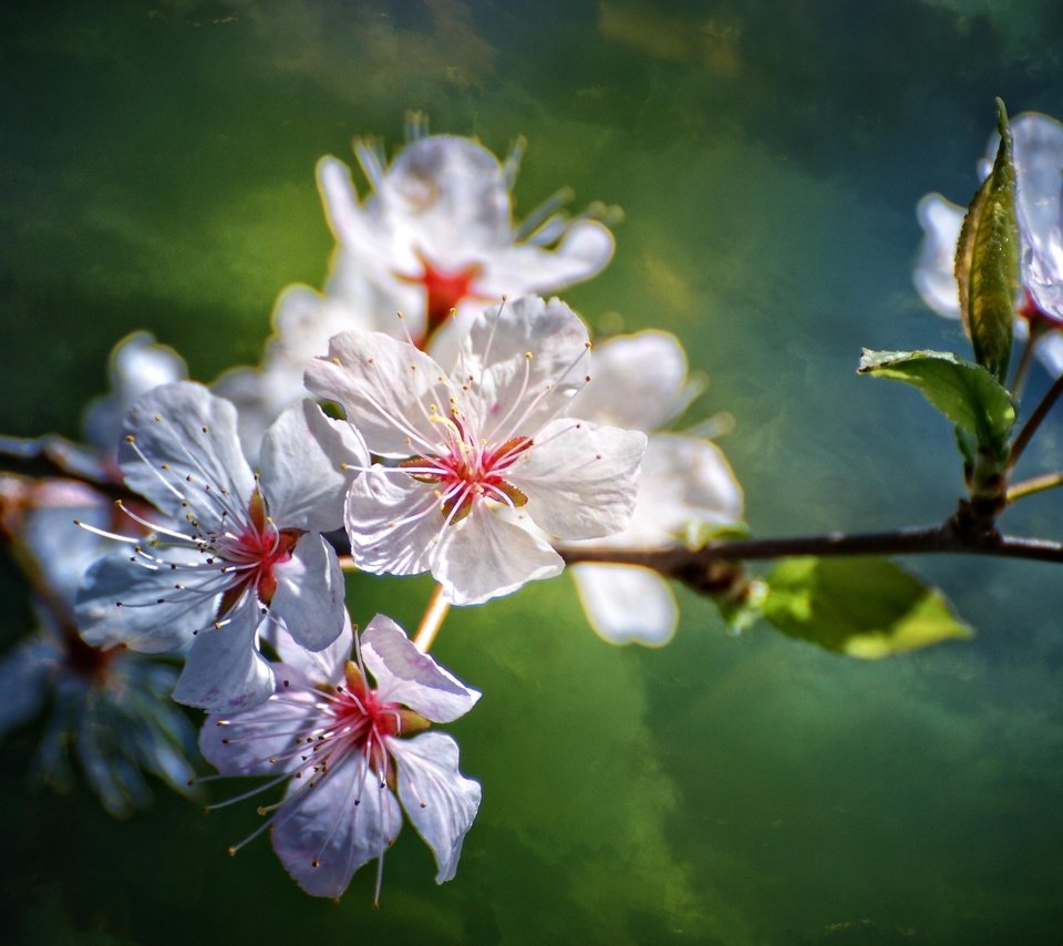 Обои цветы, ветка, природа, цветение, размытость, весна, flowers, branch, nature, flowering, blur, spring разрешение 3872x2592 Загрузить