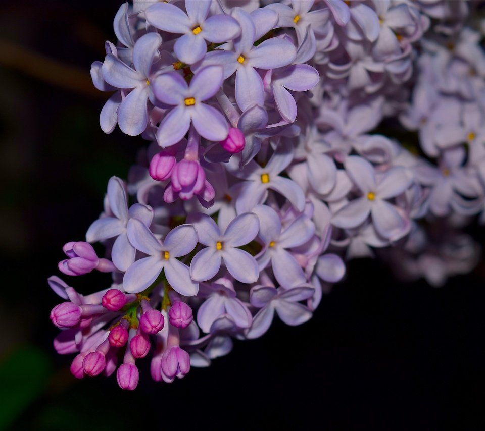 Обои цветы, ветка, цветение, весна, черный фон, сирень, flowers, branch, flowering, spring, black background, lilac разрешение 4496x3000 Загрузить