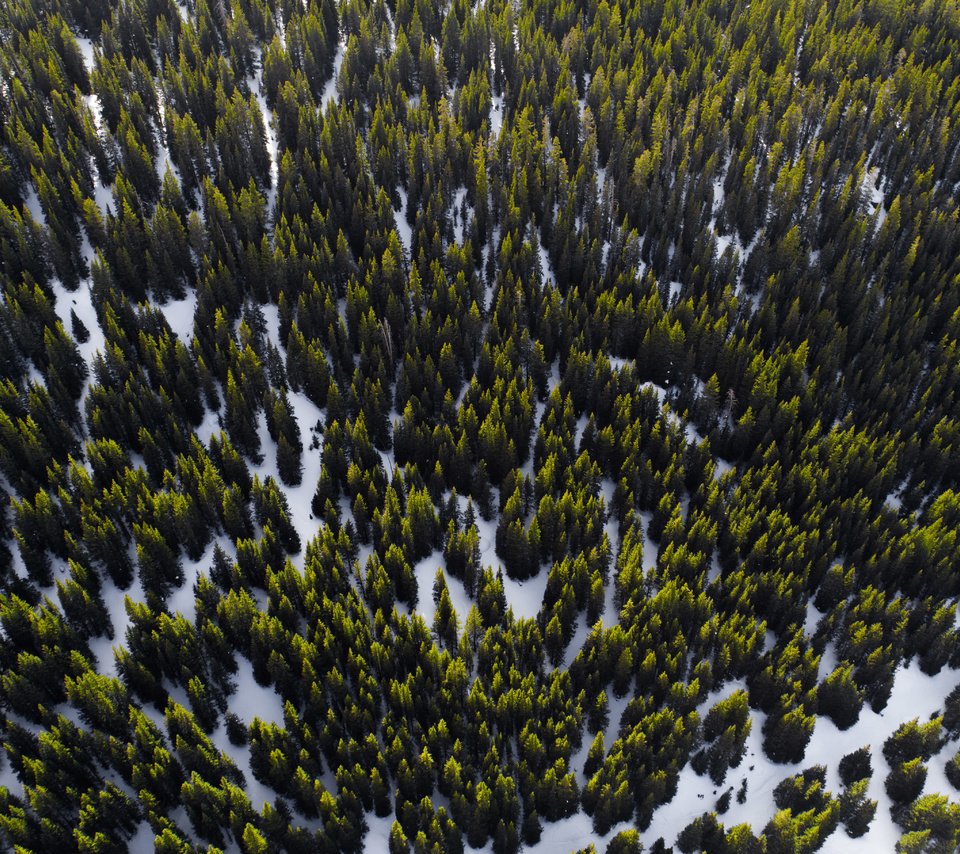 Обои деревья, снег, лес, вид сверху, trees, snow, forest, the view from the top разрешение 5464x3640 Загрузить