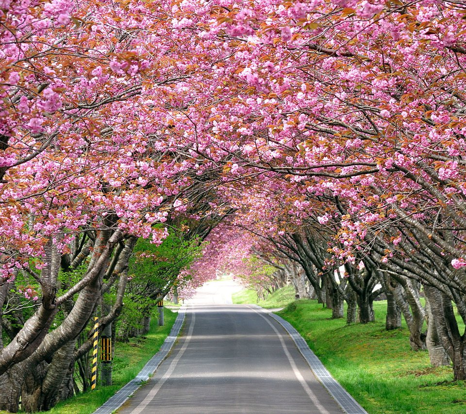 Обои дорога, деревья, цветение, весна, сакура, аллея, road, trees, flowering, spring, sakura, alley разрешение 2560x1600 Загрузить