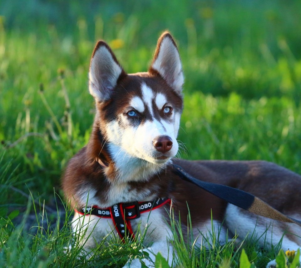 Обои глаза, морда, трава, щенок, хаски, поводок, eyes, face, grass, puppy, husky, leash разрешение 1920x1280 Загрузить