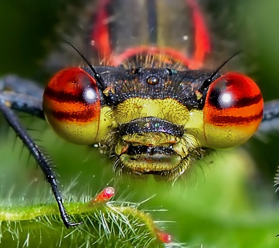 Обои глаза, природа, насекомое, стрекоза, голова, крупным планом, eyes, nature, insect, dragonfly, head, closeup разрешение 2048x1366 Загрузить