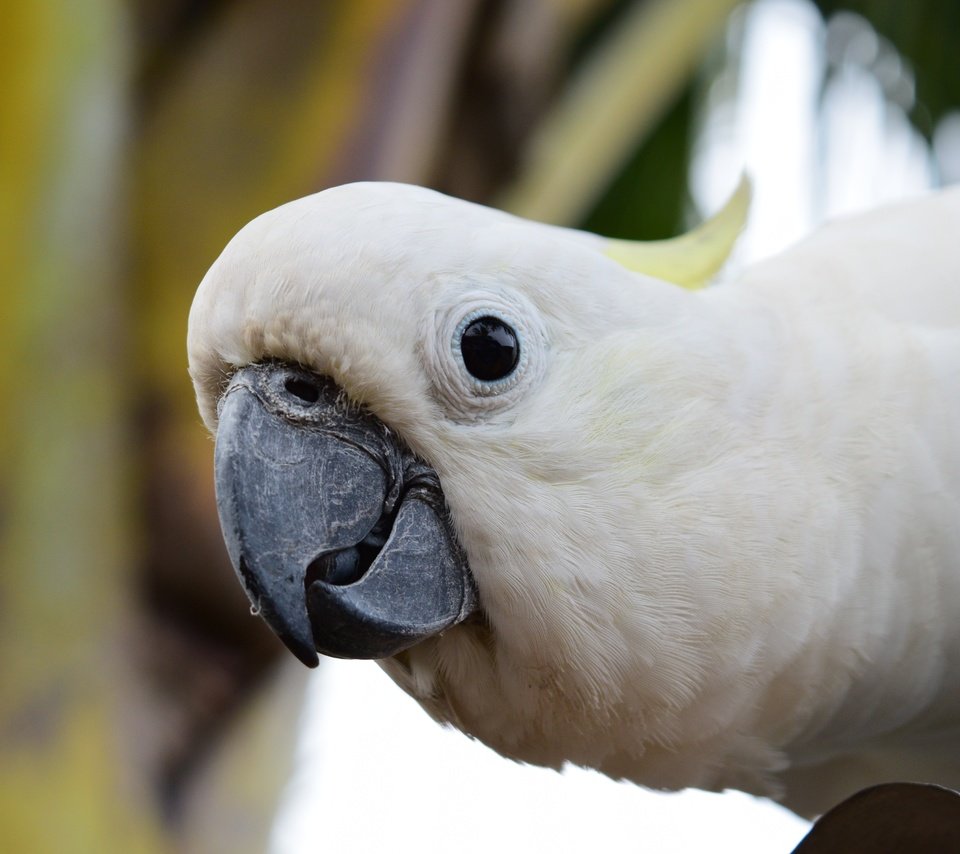 Обои взгляд, птица, клюв, попугай, какаду, look, bird, beak, parrot, cockatoo разрешение 4496x3000 Загрузить