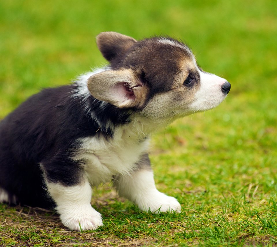 Обои трава, собака, щенок, вельш-корги, корги, пемброк, grass, dog, puppy, welsh corgi, corgi, pembroke разрешение 2880x1800 Загрузить