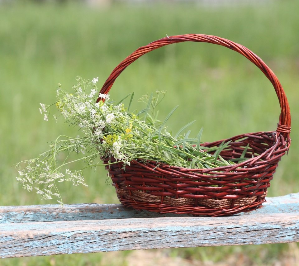 Обои фон, корзина, полевые цветы, лавочка, тысячелистник, background, basket, wildflowers, shop, yarrow разрешение 1920x1280 Загрузить