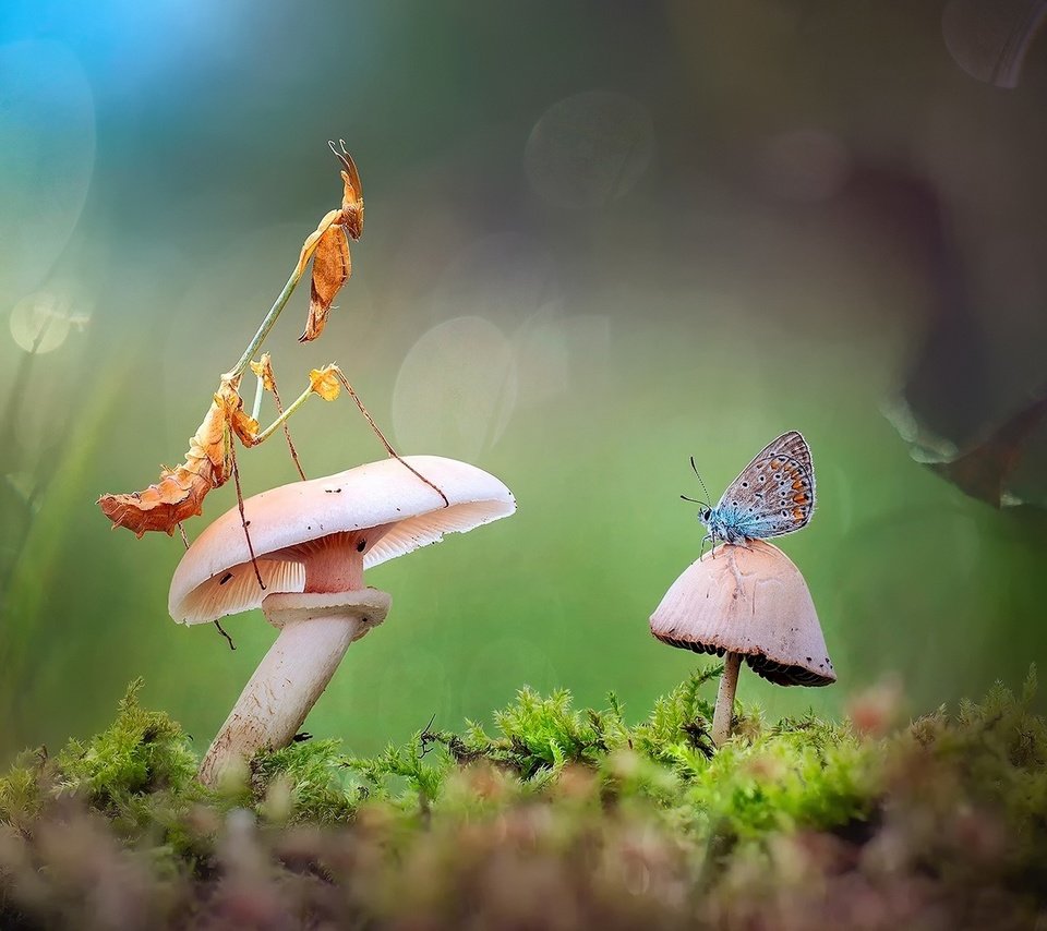 Обои лес, бабочка, гриб, богомол, forest, butterfly, mushroom, mantis разрешение 1920x1200 Загрузить