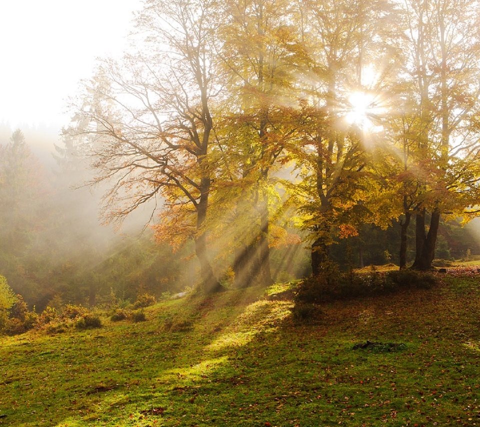 Обои деревья, туман, лучи солнца, осень, дымка, карпаты, vitaly ra, trees, fog, the rays of the sun, autumn, haze, carpathians разрешение 1920x1280 Загрузить