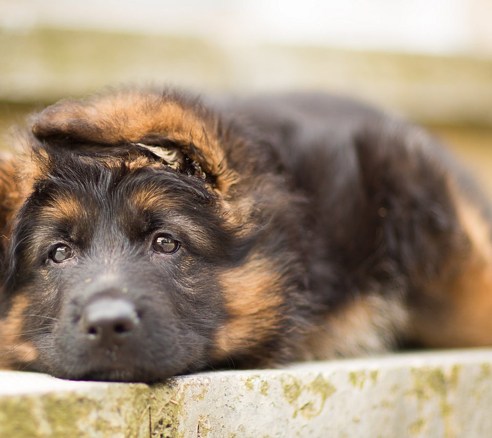 Обои собака, щенок, немецкая овчарка, овчарка, dog, puppy, german shepherd, shepherd разрешение 1920x1200 Загрузить