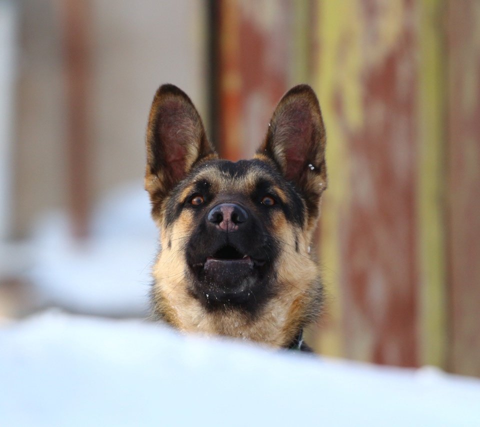 Обои взгляд, собака, немецкая овчарка, овчарка, look, dog, german shepherd, shepherd разрешение 1920x1200 Загрузить