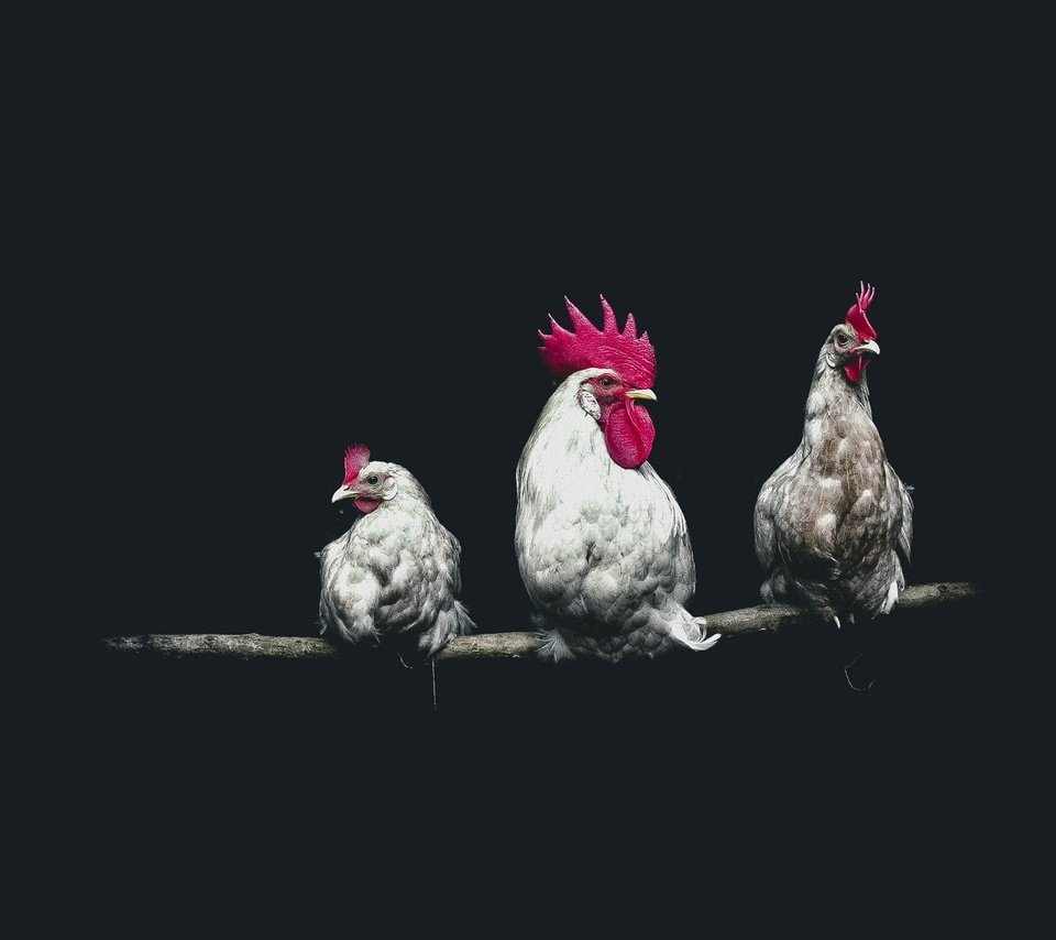 Обои птицы, черный фон, петух, курицы, birds, black background, cock, chicken разрешение 2000x1333 Загрузить