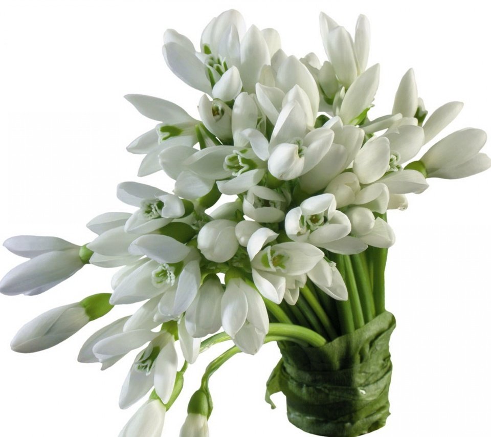 Обои цветы, весна, букет, белый фон, белые, подснежники, flowers, spring, bouquet, white background, white, snowdrops разрешение 3840x2400 Загрузить