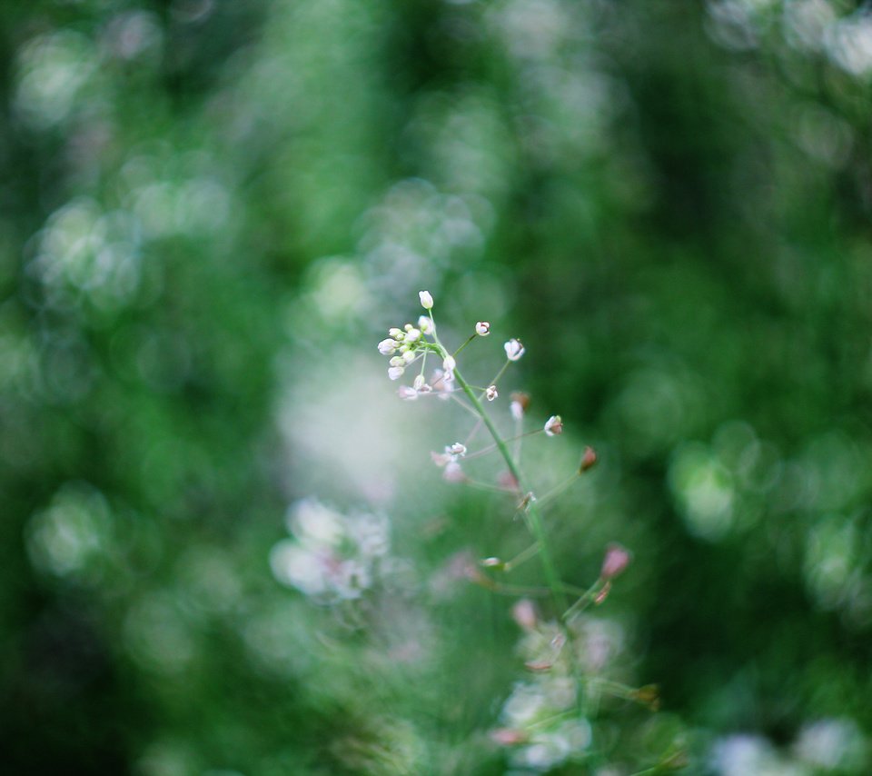 Обои природа, фон, цветок, весна, боке, гелиос, nature, background, flower, spring, bokeh, helios разрешение 4272x2848 Загрузить