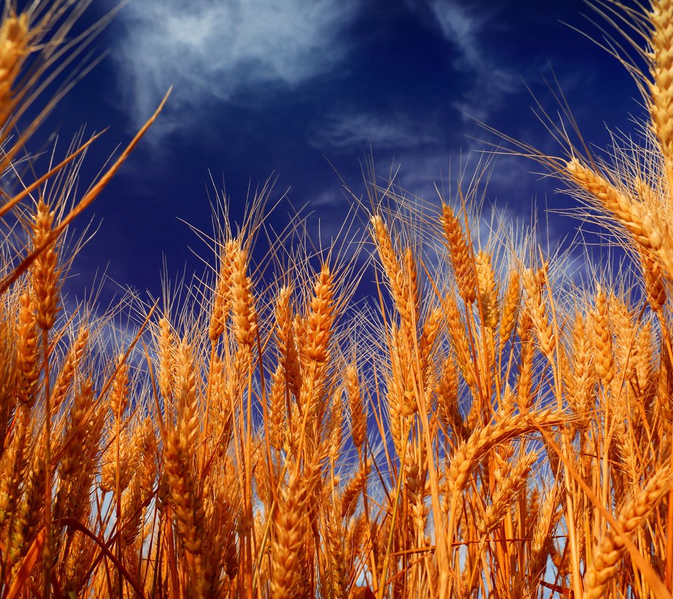 Обои небо, облака, природа, поле, колосья, пшеница, the sky, clouds, nature, field, ears, wheat разрешение 4500x3000 Загрузить