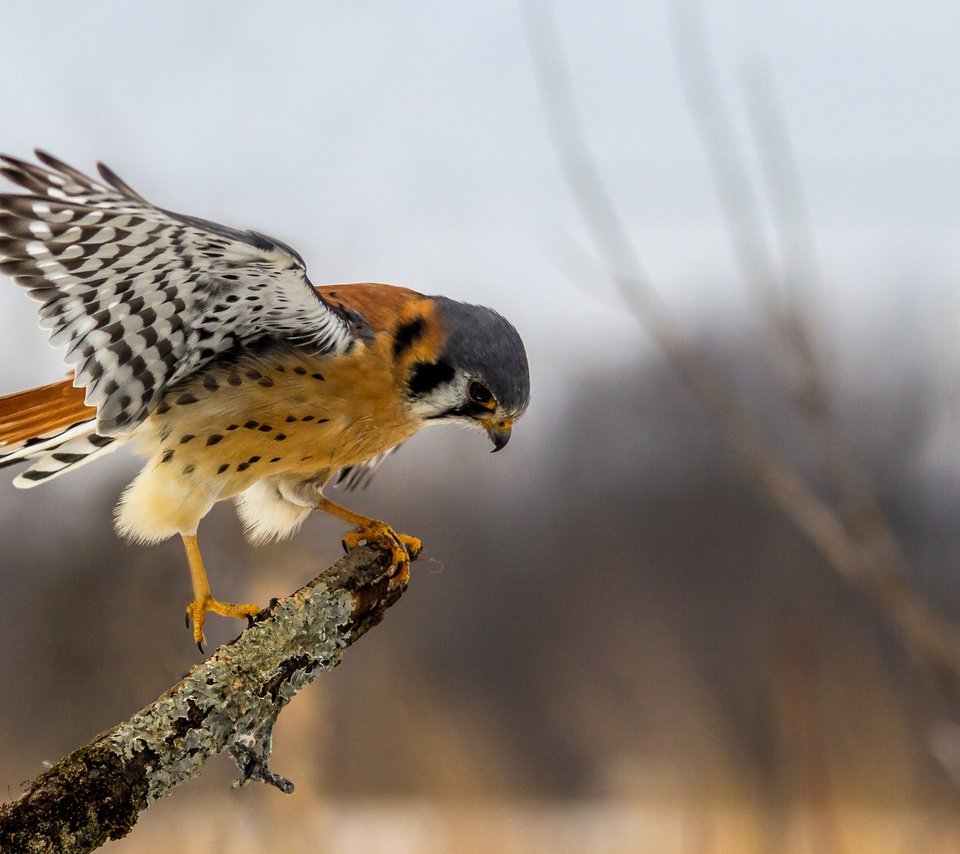 Обои ветка, крылья, сидит, птица, сокол, хищная, пустельга, branch, wings, sitting, bird, falcon, predatory, kestrel разрешение 3840x2160 Загрузить