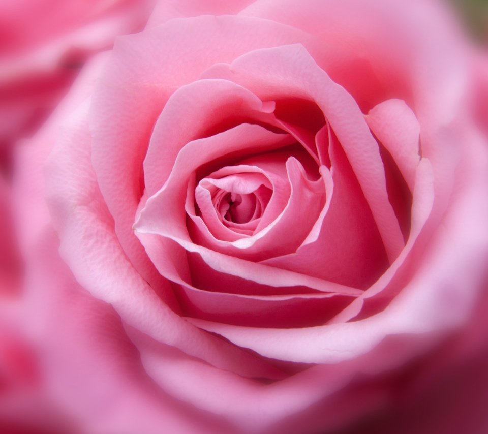 Обои цветок, роза, лепестки, бутон, розовые, крупным планом, flower, rose, petals, bud, pink, closeup разрешение 3840x2160 Загрузить