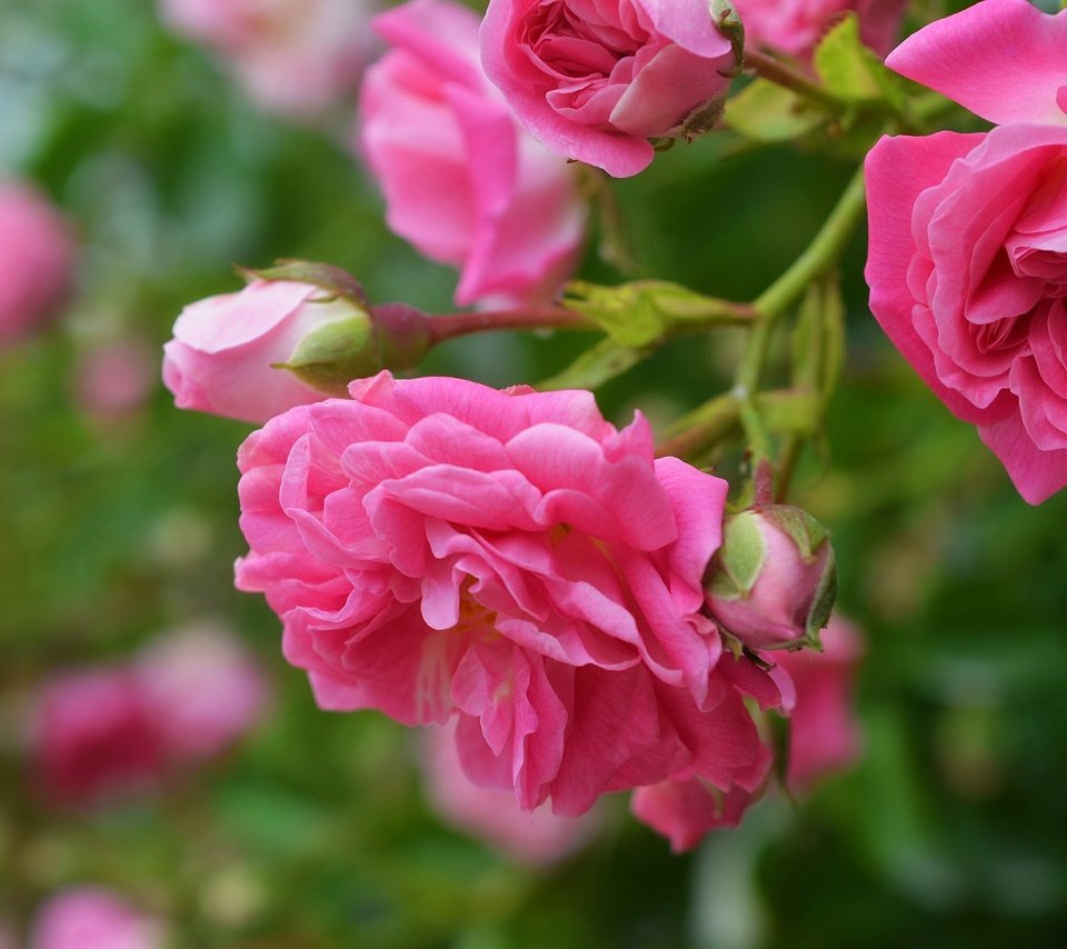 Обои цветы, бутоны, макро, роза, лепестки, розовая роза, flowers, buds, macro, rose, petals, pink rose разрешение 3000x1897 Загрузить