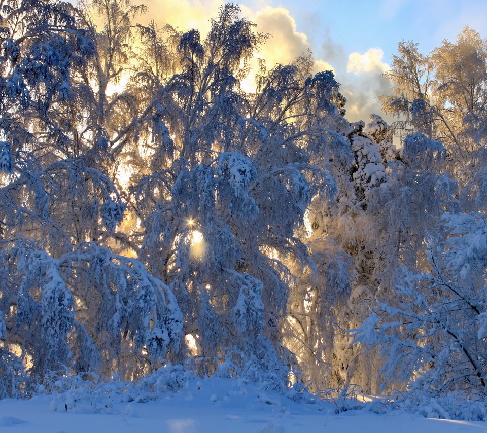 Обои снег, природа, лес, зима, ветки,     деревья, snow, nature, forest, winter, branches, trees разрешение 3456x2304 Загрузить