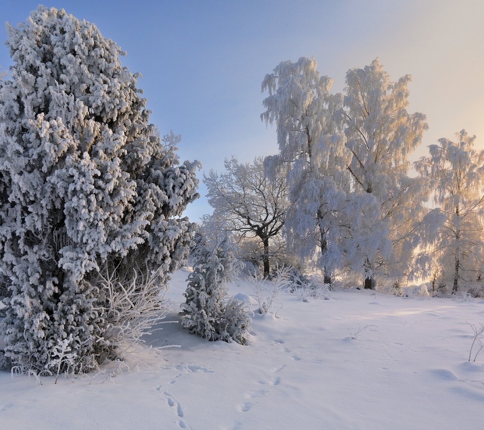 Обои деревья, снег, зима, пейзаж, иней, швеция,     деревья, trees, snow, winter, landscape, frost, sweden разрешение 1920x1200 Загрузить