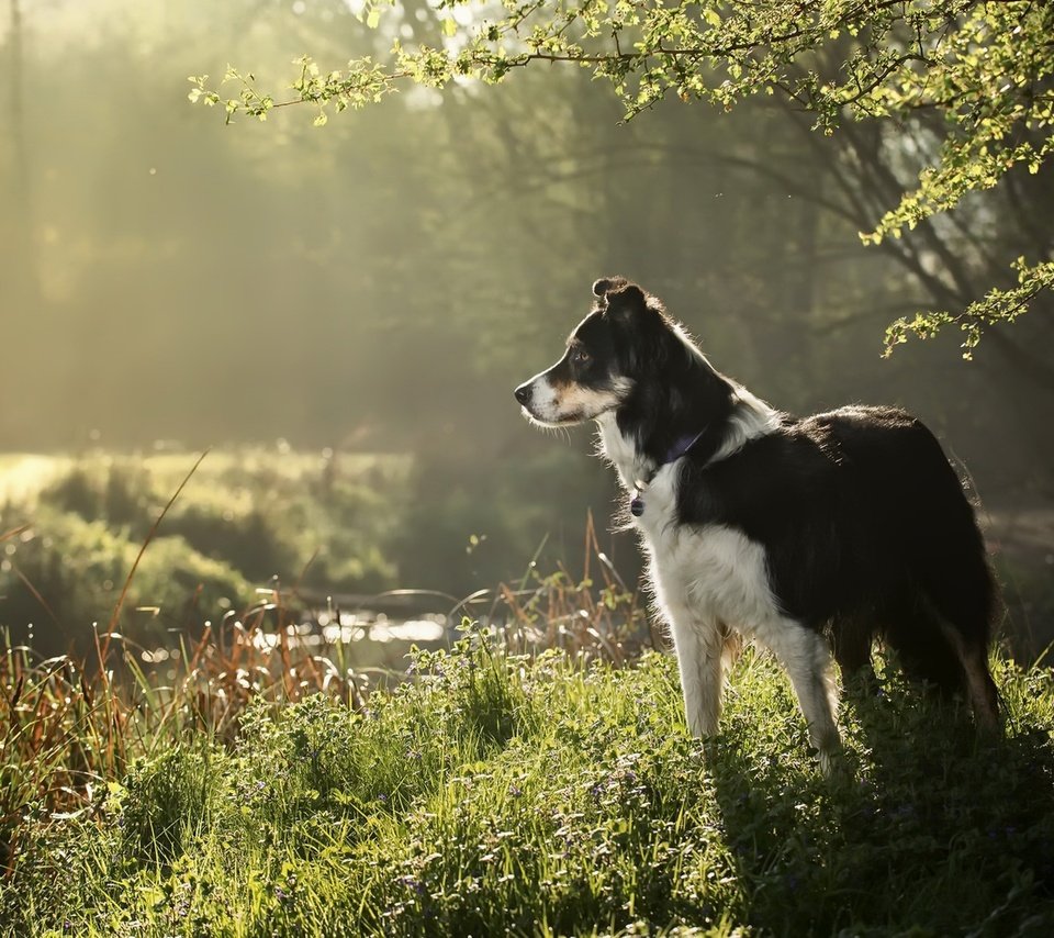 Обои трава, природа, собака, друг, бордер колли, grass, nature, dog, each, border collie разрешение 1920x1282 Загрузить