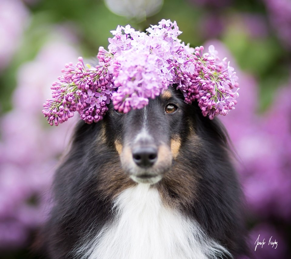 Обои цветы, собака, размытость, венок, сирень, колли, шотландская овчарка, flowers, dog, blur, wreath, lilac, collie, scottish shepherd разрешение 2048x1365 Загрузить