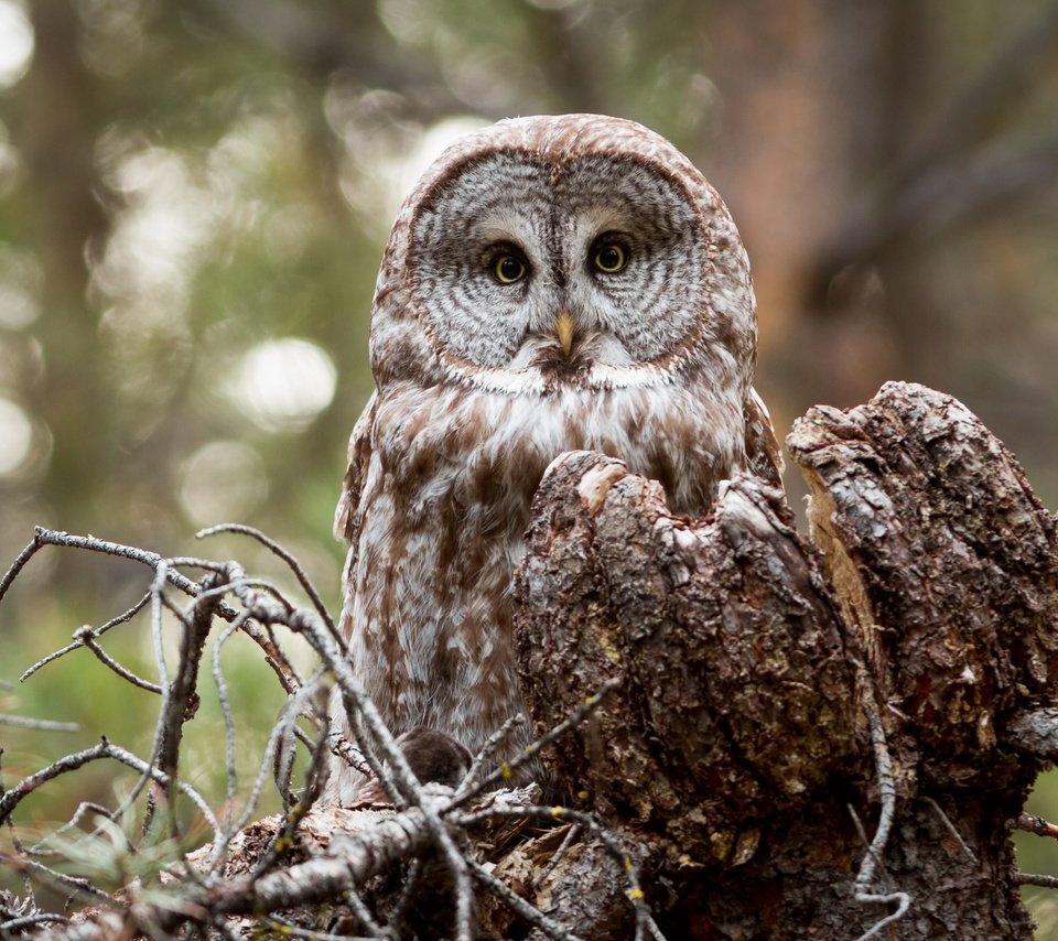 Обои сова, взгляд, птица, owl, look, bird разрешение 4219x2813 Загрузить