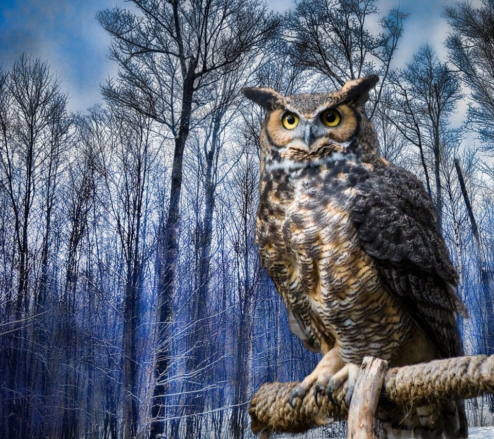 Обои сова, зима, птица, виргинский филин, рогатая, хищная птица, owl, winter, bird, virgin filin, horny, bird of prey разрешение 1920x1200 Загрузить