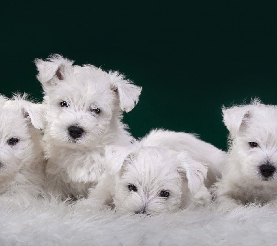 Обои щенки, собаки, терьер, вест-хайленд-уайт-терьер, white terriers, puppies, dogs, terrier, the west highland white terrier разрешение 1920x1200 Загрузить