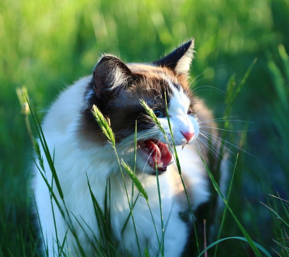 Обои трава, кот, кошка, взгляд, колоски, зубы, язык, оскал, grass, cat, look, spikelets, teeth, language, grin разрешение 1920x1280 Загрузить