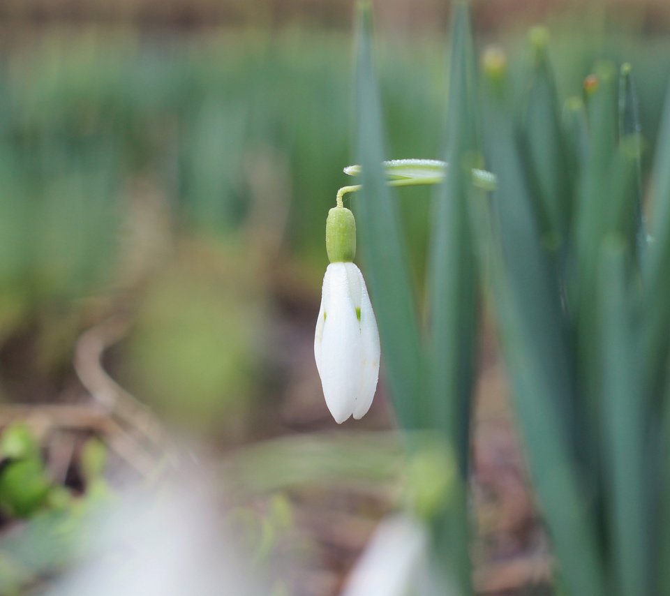 Обои трава, природа, макро, фон, весна, подснежники, первоцвет, боке, grass, nature, macro, background, spring, snowdrops, primrose, bokeh разрешение 4000x2250 Загрузить