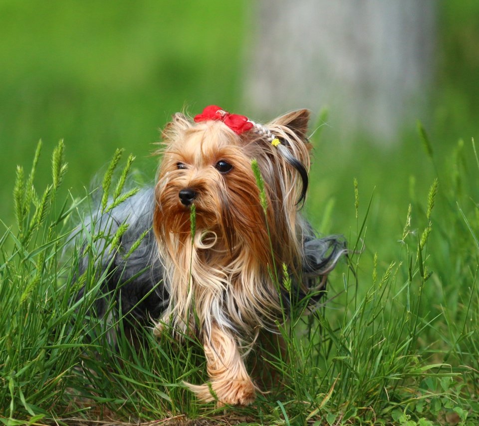 Обои трава, зелень, собака, йорк, йоркширский терьер, grass, greens, dog, york, yorkshire terrier разрешение 1920x1280 Загрузить